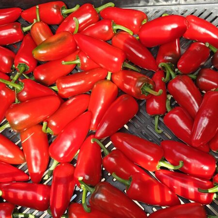 Jalapeno WLS 2640 (Annuum)
