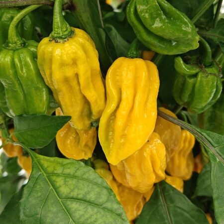 WLS 3614 Habanero Yellow (Chinense)