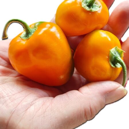 Rocoto Costa Rica Yellow (Pubescens)