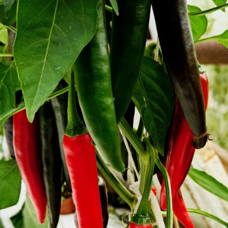 Daredevil Chili (Annuum)