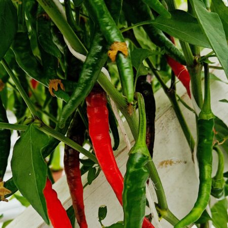 Cayenne (Annuum)