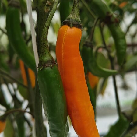 Criolla Sella (Baccatum)