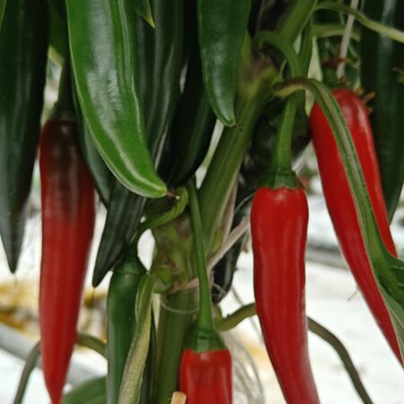 Dukono Chili (Annuum)