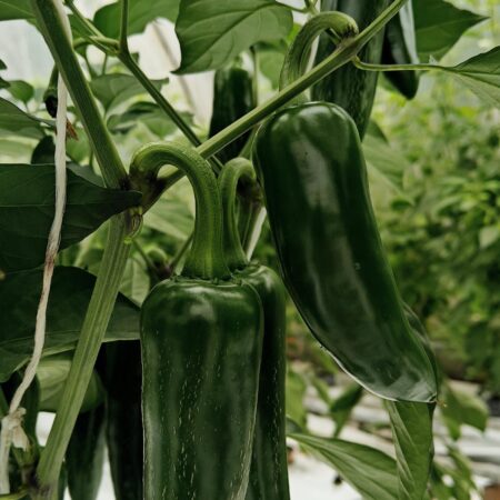 Emerald Jalapeno (Annuum)