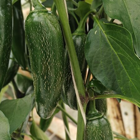 Jalafuego Jalapeno (Annuum)