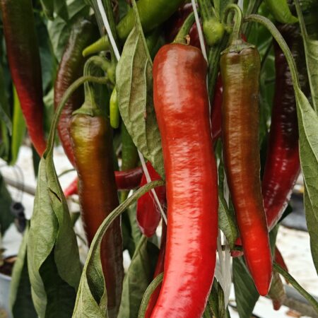 Lyric Hot Chili