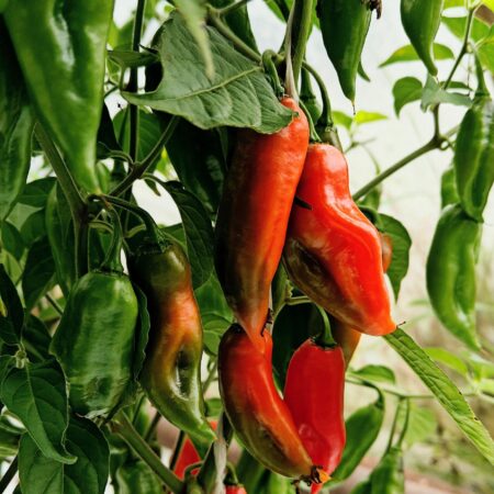 Maya Red Habanero (Chinense)