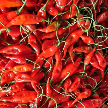Aji Rojo (Baccatum)