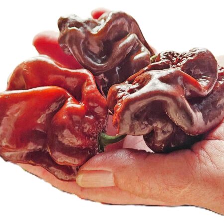 Chocolate Habanero (Chinense)