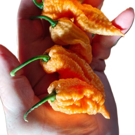 Primotalii Peach (Chinense)