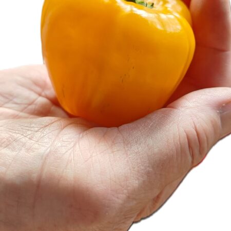 Rocoto P360 (Pubescens)