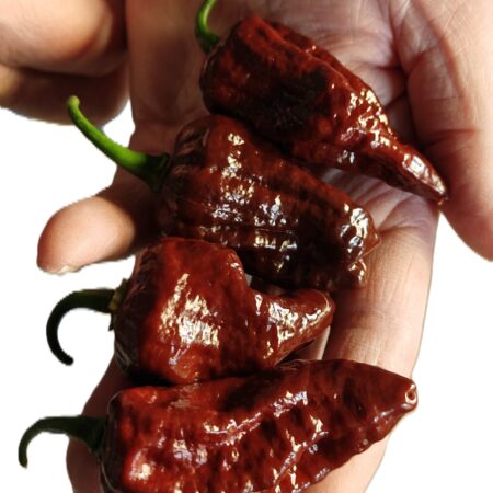Brown Naga (Chinense)