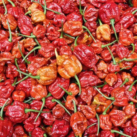 Carolina Reaper Caramel (Chinense)